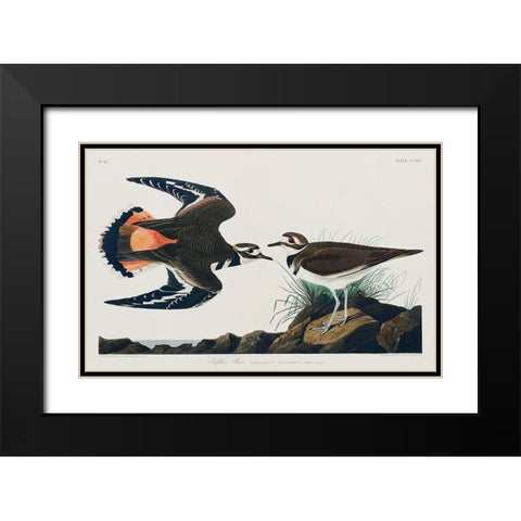 Kildeer Plover Black Modern Wood Framed Art Print with Double Matting by Audubon, John James