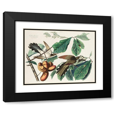 Yellow-billed Cuckoo Black Modern Wood Framed Art Print with Double Matting by Audubon, John James