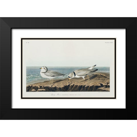 Piping Plover Black Modern Wood Framed Art Print with Double Matting by Audubon, John James