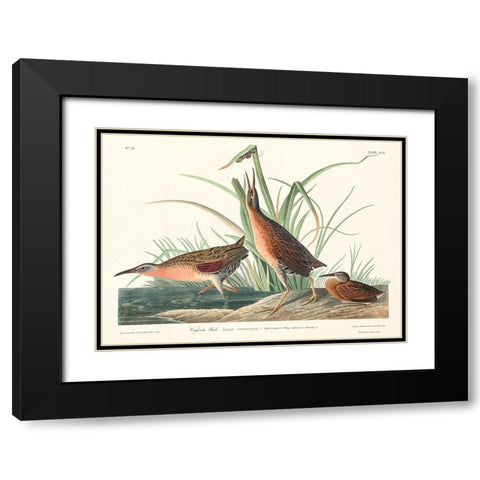 Virginia Rail Black Modern Wood Framed Art Print with Double Matting by Audubon, John James