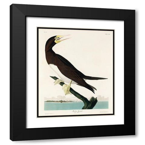 Booby Gannet Black Modern Wood Framed Art Print with Double Matting by Audubon, John James