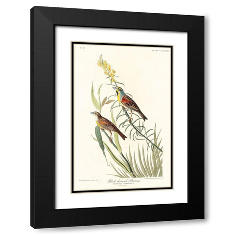 Black-Throated Bunting Black Modern Wood Framed Art Print with Double Matting by Audubon, John James
