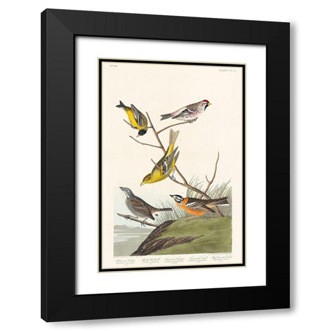 Arkansaw Siskin, Mealy Red-poll, Louisiana Tanager, Townsends Bunting and Buff-breasted FinchÂ  Black Modern Wood Framed Art Print with Double Matting by Audubon, John James