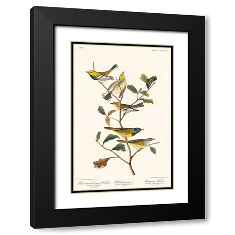 Black-throated green Warbler, Blackburnian and Mourning WarblerÂ  Black Modern Wood Framed Art Print with Double Matting by Audubon, John James