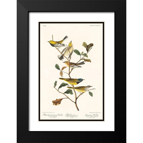 Black-throated green Warbler, Blackburnian and Mourning WarblerÂ  Black Modern Wood Framed Art Print with Double Matting by Audubon, John James