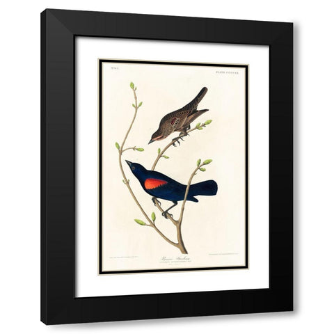 Prairie Starling Black Modern Wood Framed Art Print with Double Matting by Audubon, John James