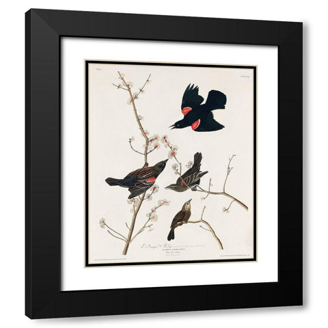 Red winged Starling, or Marsh Blackbird Black Modern Wood Framed Art Print with Double Matting by Audubon, John James