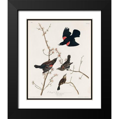 Red winged Starling, or Marsh Blackbird Black Modern Wood Framed Art Print with Double Matting by Audubon, John James