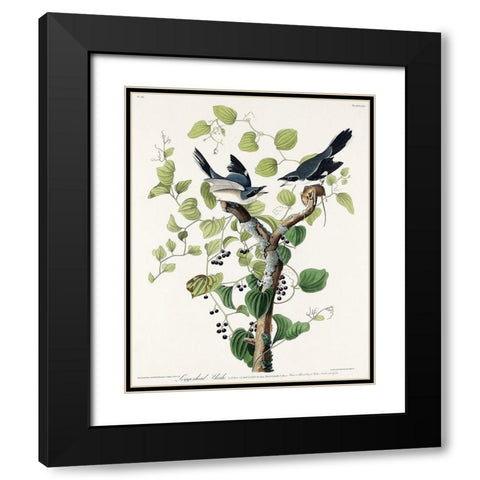 Loggerhead Shrike Black Modern Wood Framed Art Print with Double Matting by Audubon, John James