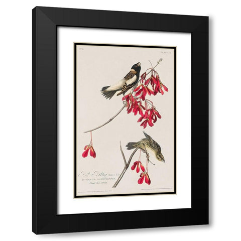 Rice Bird Black Modern Wood Framed Art Print with Double Matting by Audubon, John James