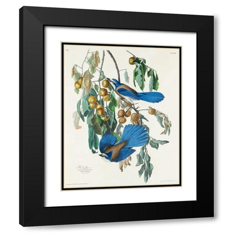 Florida Jay Black Modern Wood Framed Art Print with Double Matting by Audubon, John James