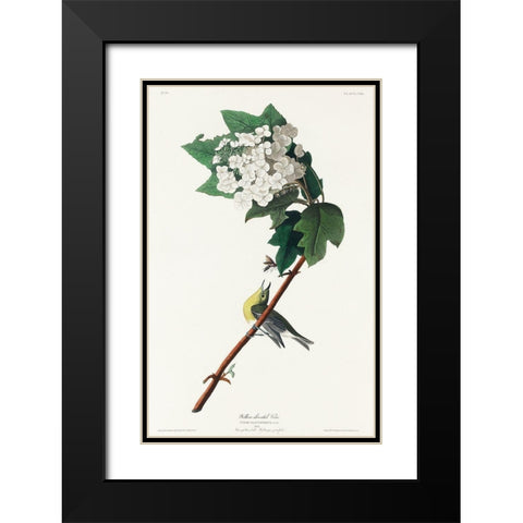 Yellow-throated Vireo Black Modern Wood Framed Art Print with Double Matting by Audubon, John James