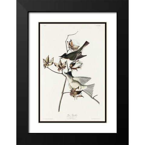 Pewit Flycatcher Black Modern Wood Framed Art Print with Double Matting by Audubon, John James