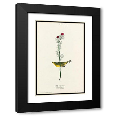 Selbys Flycatcher Black Modern Wood Framed Art Print with Double Matting by Audubon, John James
