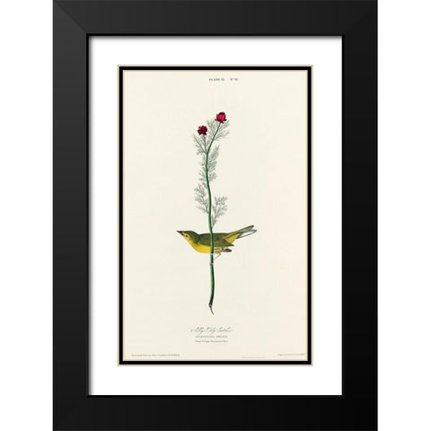 Selbys Flycatcher Black Modern Wood Framed Art Print with Double Matting by Audubon, John James
