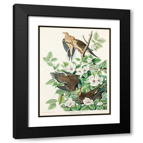 Carolina Pigeon Black Modern Wood Framed Art Print with Double Matting by Audubon, John James