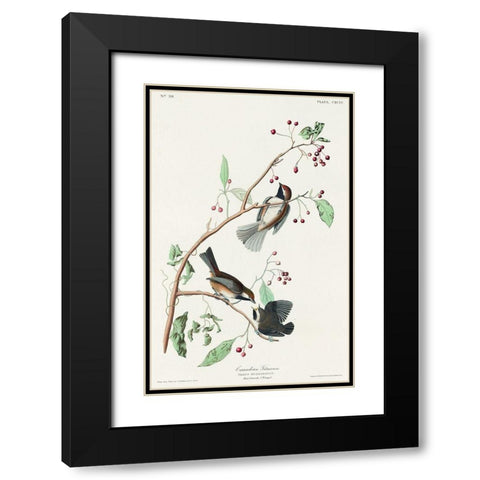 Canadian Titmouse Black Modern Wood Framed Art Print with Double Matting by Audubon, John James