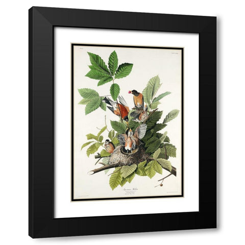 American Robin Black Modern Wood Framed Art Print with Double Matting by Audubon, John James