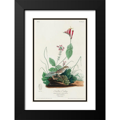 Henslows Bunting Black Modern Wood Framed Art Print with Double Matting by Audubon, John James