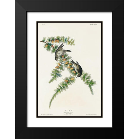 Pine Finch Black Modern Wood Framed Art Print with Double Matting by Audubon, John James