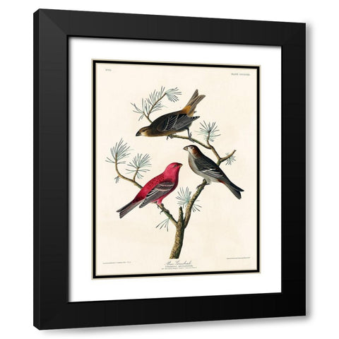 Pine Grosbeak Black Modern Wood Framed Art Print with Double Matting by Audubon, John James