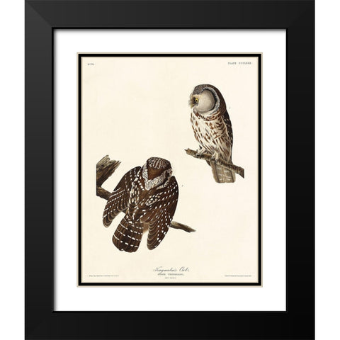 Tengmalms Owl Black Modern Wood Framed Art Print with Double Matting by Audubon, John James