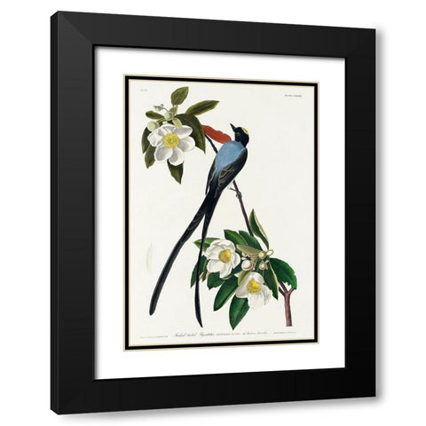 Fork-tailed Flycatcher Black Modern Wood Framed Art Print with Double Matting by Audubon, John James