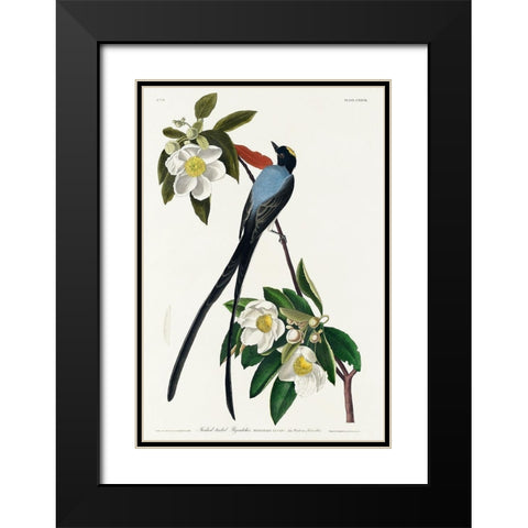 Fork-tailed Flycatcher Black Modern Wood Framed Art Print with Double Matting by Audubon, John James
