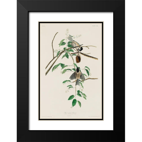 Carolina Titmouse Black Modern Wood Framed Art Print with Double Matting by Audubon, John James