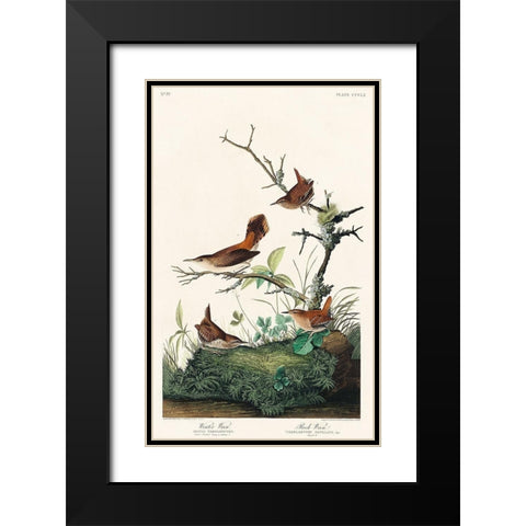 Winter Wren and Rock Wren Black Modern Wood Framed Art Print with Double Matting by Audubon, John James