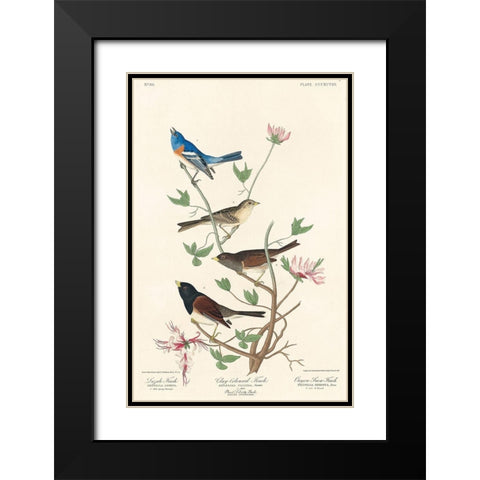 Lazuli Finch, Clay-coloured Finch, Oregon Snow Finch Black Modern Wood Framed Art Print with Double Matting by Audubon, John James
