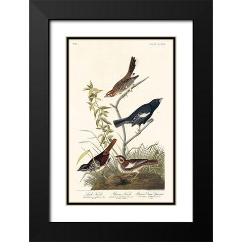 Lark Finch, Prairie Finch and Brown Song Sparrow Black Modern Wood Framed Art Print with Double Matting by Audubon, John James
