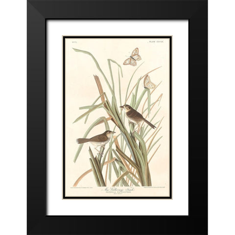 MacGillivrays Finch Black Modern Wood Framed Art Print with Double Matting by Audubon, John James