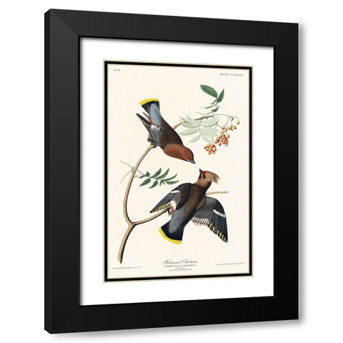 Bohemian Chatterer Black Modern Wood Framed Art Print with Double Matting by Audubon, John James