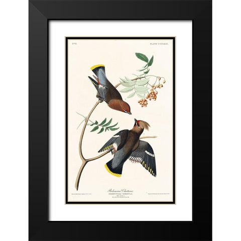 Bohemian Chatterer Black Modern Wood Framed Art Print with Double Matting by Audubon, John James