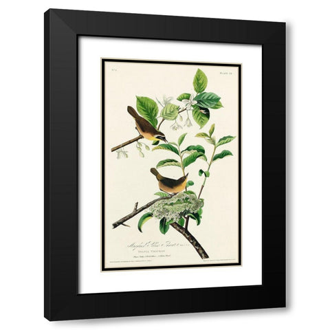 Yellow-breasted Warbler Black Modern Wood Framed Art Print with Double Matting by Audubon, John James