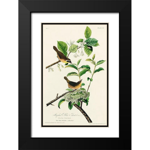 Yellow-breasted Warbler Black Modern Wood Framed Art Print with Double Matting by Audubon, John James