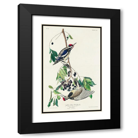Yellow bellied Woodpecker Black Modern Wood Framed Art Print with Double Matting by Audubon, John James