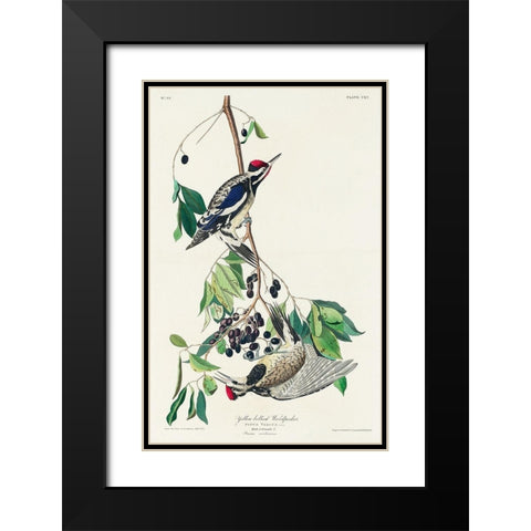 Yellow bellied Woodpecker Black Modern Wood Framed Art Print with Double Matting by Audubon, John James