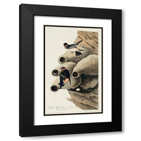 Republican, or Cliff Swallow Black Modern Wood Framed Art Print with Double Matting by Audubon, John James