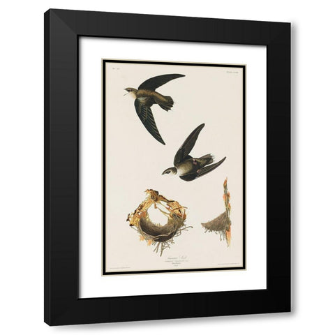 American Swift Black Modern Wood Framed Art Print with Double Matting by Audubon, John James