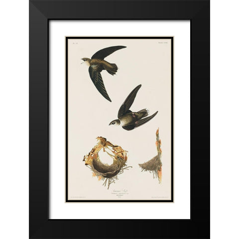 American Swift Black Modern Wood Framed Art Print with Double Matting by Audubon, John James