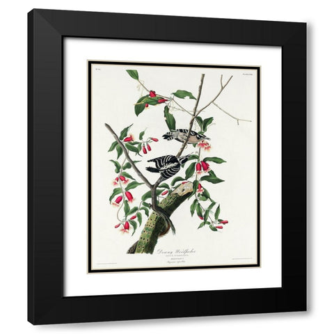 Downy Woodpecker Black Modern Wood Framed Art Print with Double Matting by Audubon, John James