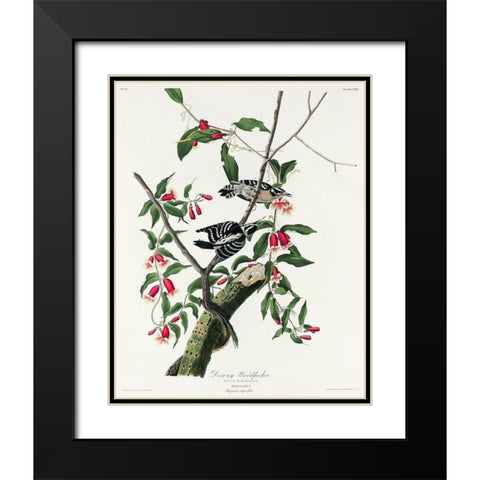 Downy Woodpecker Black Modern Wood Framed Art Print with Double Matting by Audubon, John James