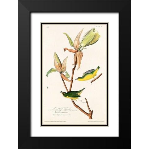 Kentucky Warbler Black Modern Wood Framed Art Print with Double Matting by Audubon, John James
