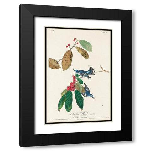 Azure Warbler Black Modern Wood Framed Art Print with Double Matting by Audubon, John James
