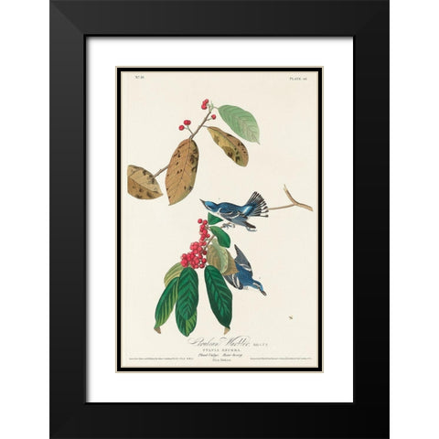 Azure Warbler Black Modern Wood Framed Art Print with Double Matting by Audubon, John James