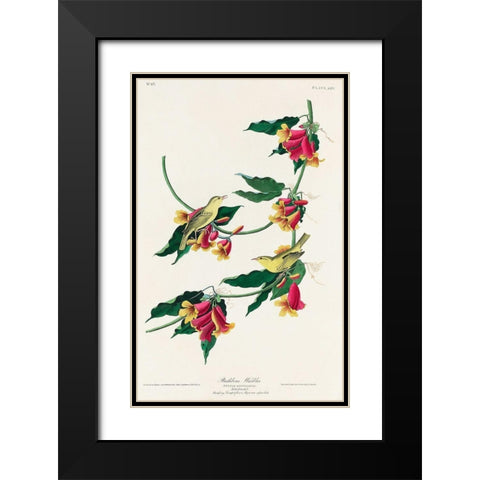Rathbone Warbler Black Modern Wood Framed Art Print with Double Matting by Audubon, John James