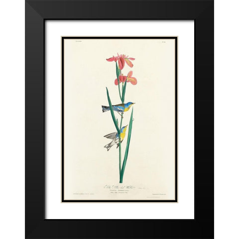 Blue Yellow back Warbler Black Modern Wood Framed Art Print with Double Matting by Audubon, John James