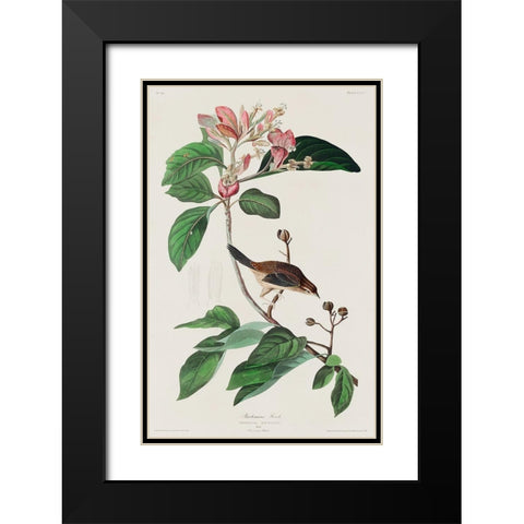 Bachmans Finch Black Modern Wood Framed Art Print with Double Matting by Audubon, John James